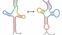 RNA-catalysis RNA catalysis