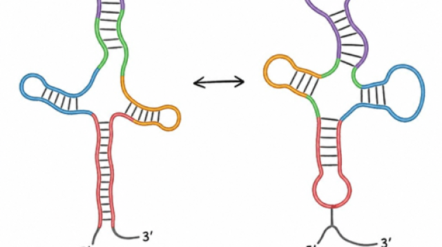 RNA catalysis